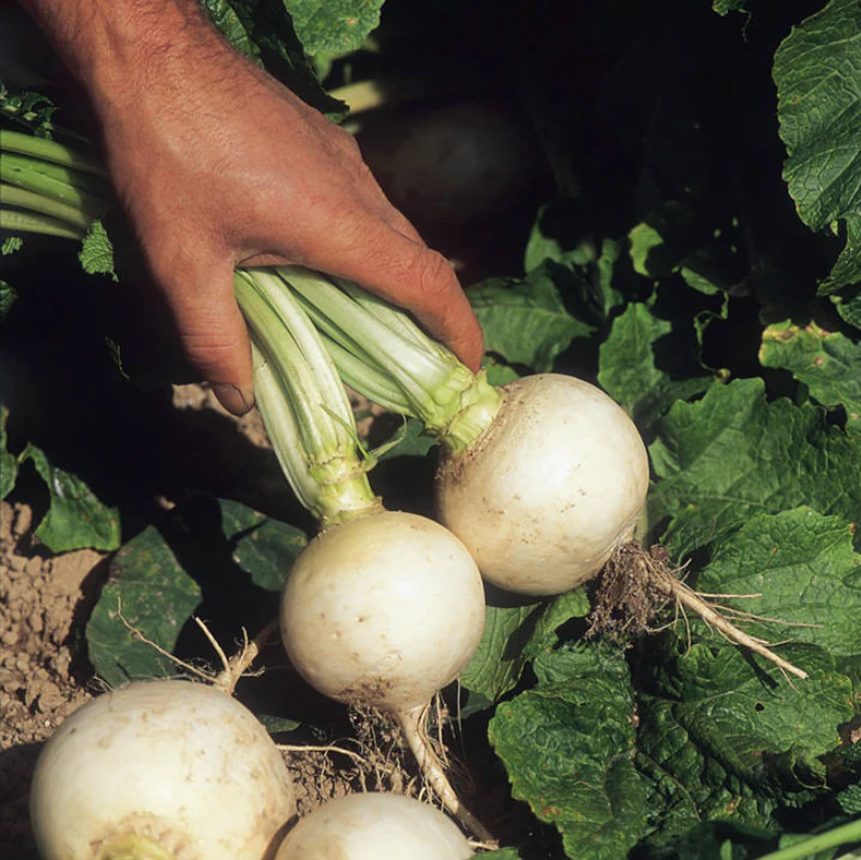 Suttons Seeds - Turnip Snowball