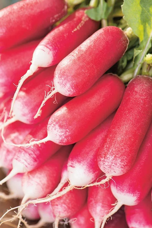 Suttons Seed Tape - Radish French Breakfast 3