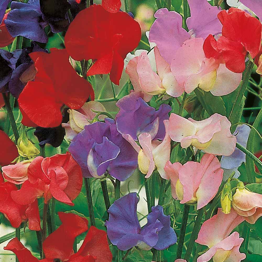 Suttons Seeds - Scentsational Mix