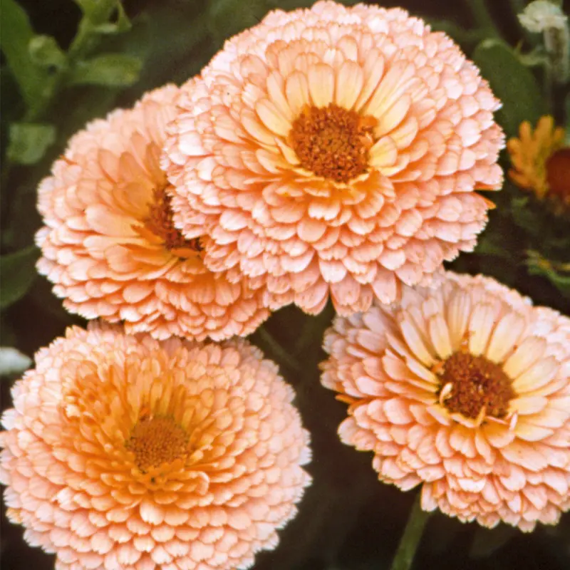 Suttons Seeds - Calendula Pink Surprise