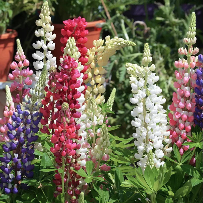 Suttons Seeds - Lupin Gallery Mix