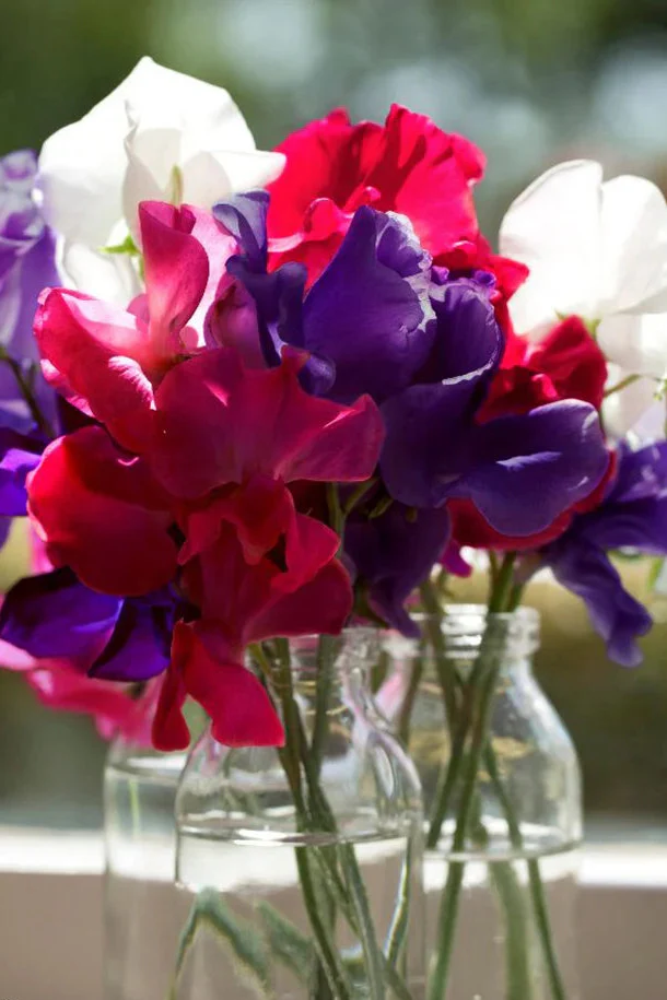Suttons Seeds - Sweet Pea Royal Standard