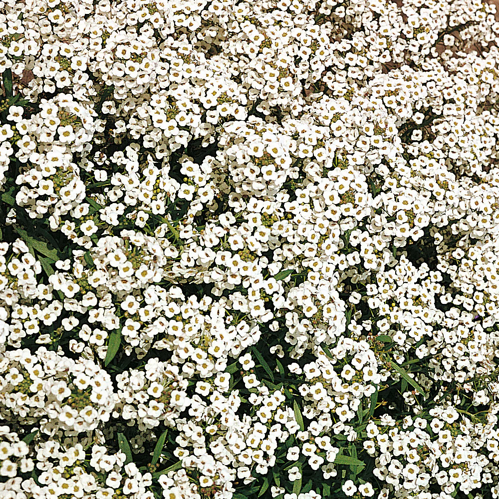 Sweet Alyssum | Carpet of Snow