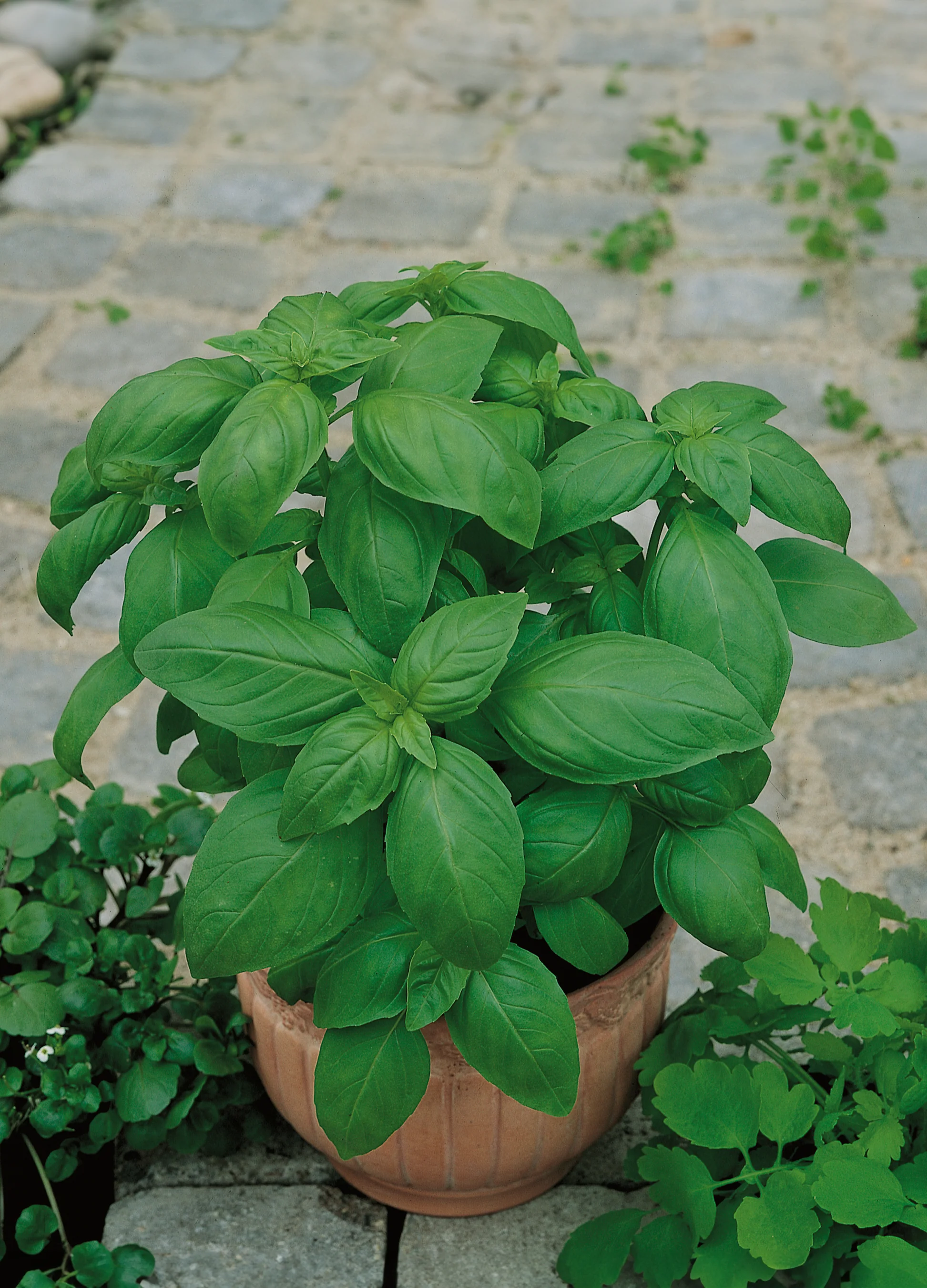Basil | Sweet