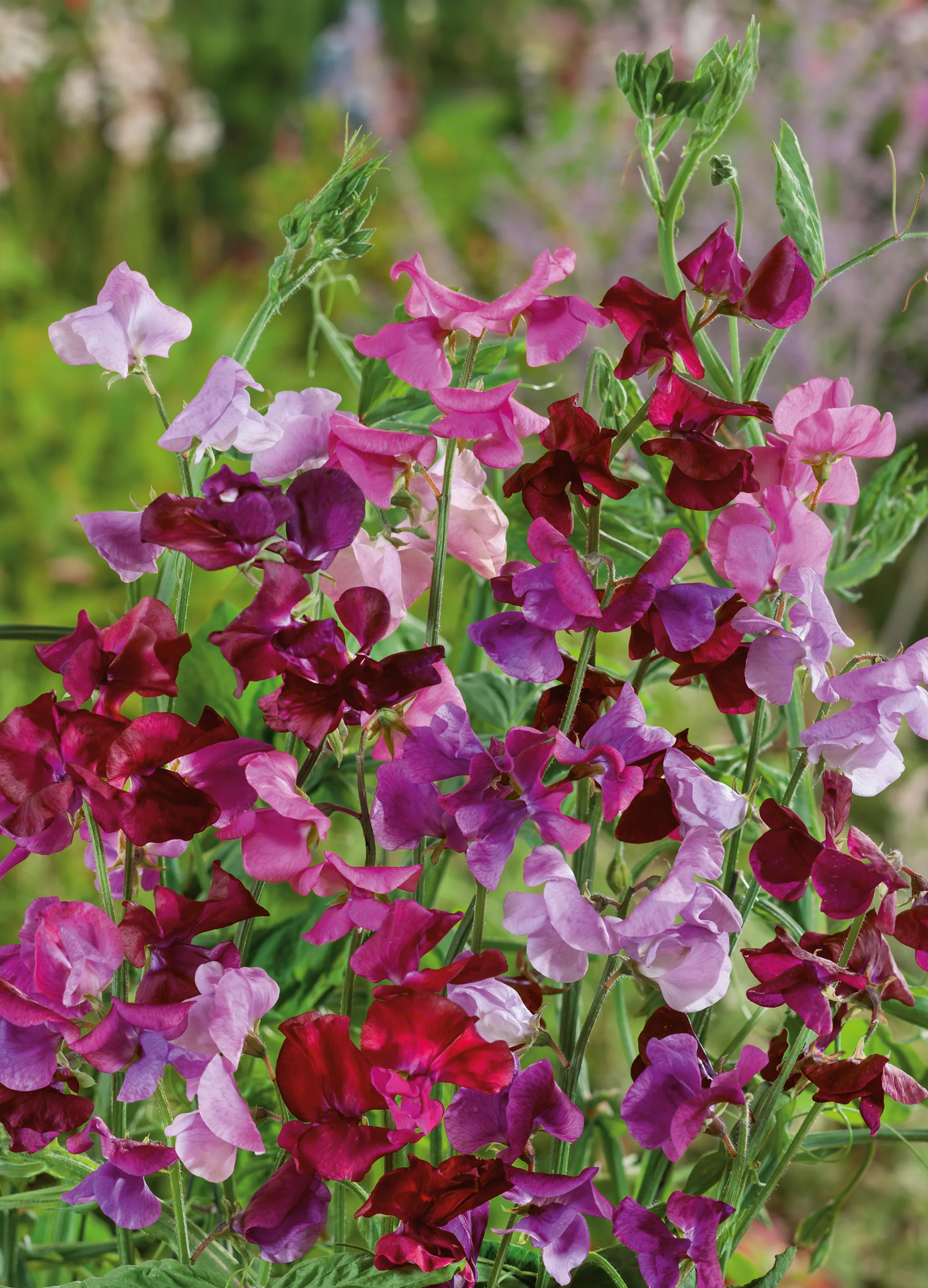 Sweet Pea | Royal Family
