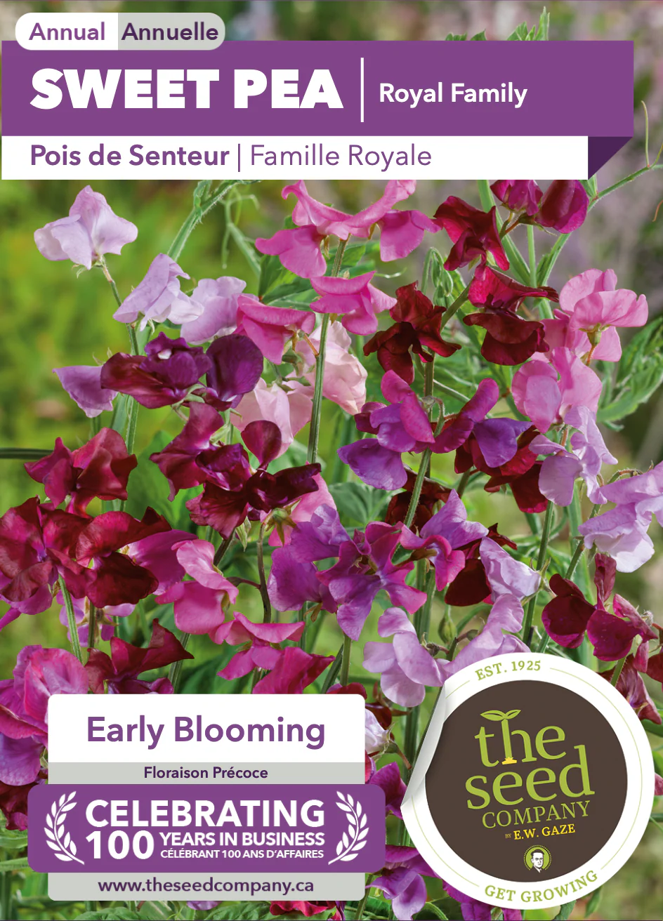 Sweet Pea | Royal Family - Image 2