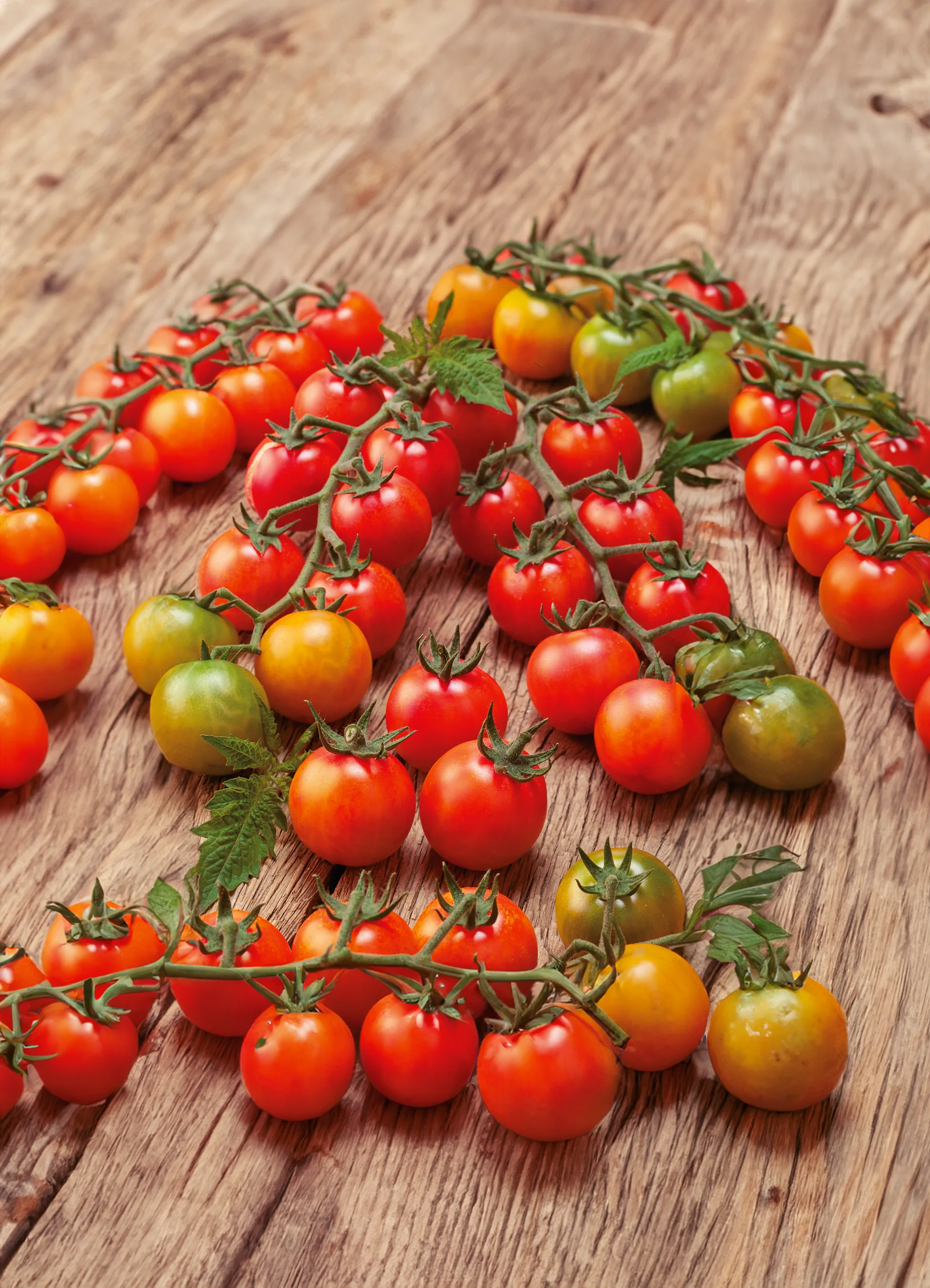 Tomato | Candyland Red (Vine)