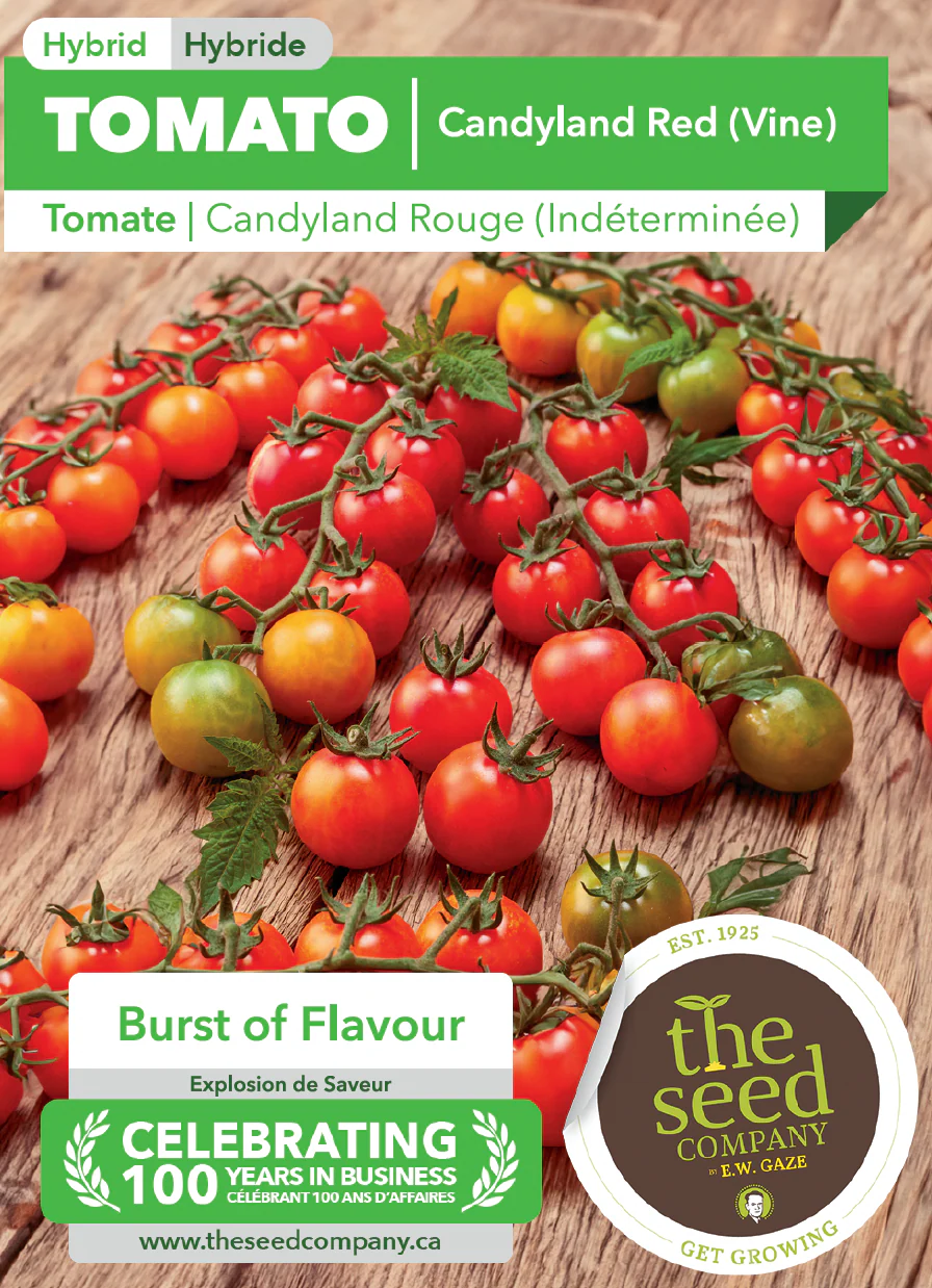 Tomato | Candyland Red (Vine) - Image 2