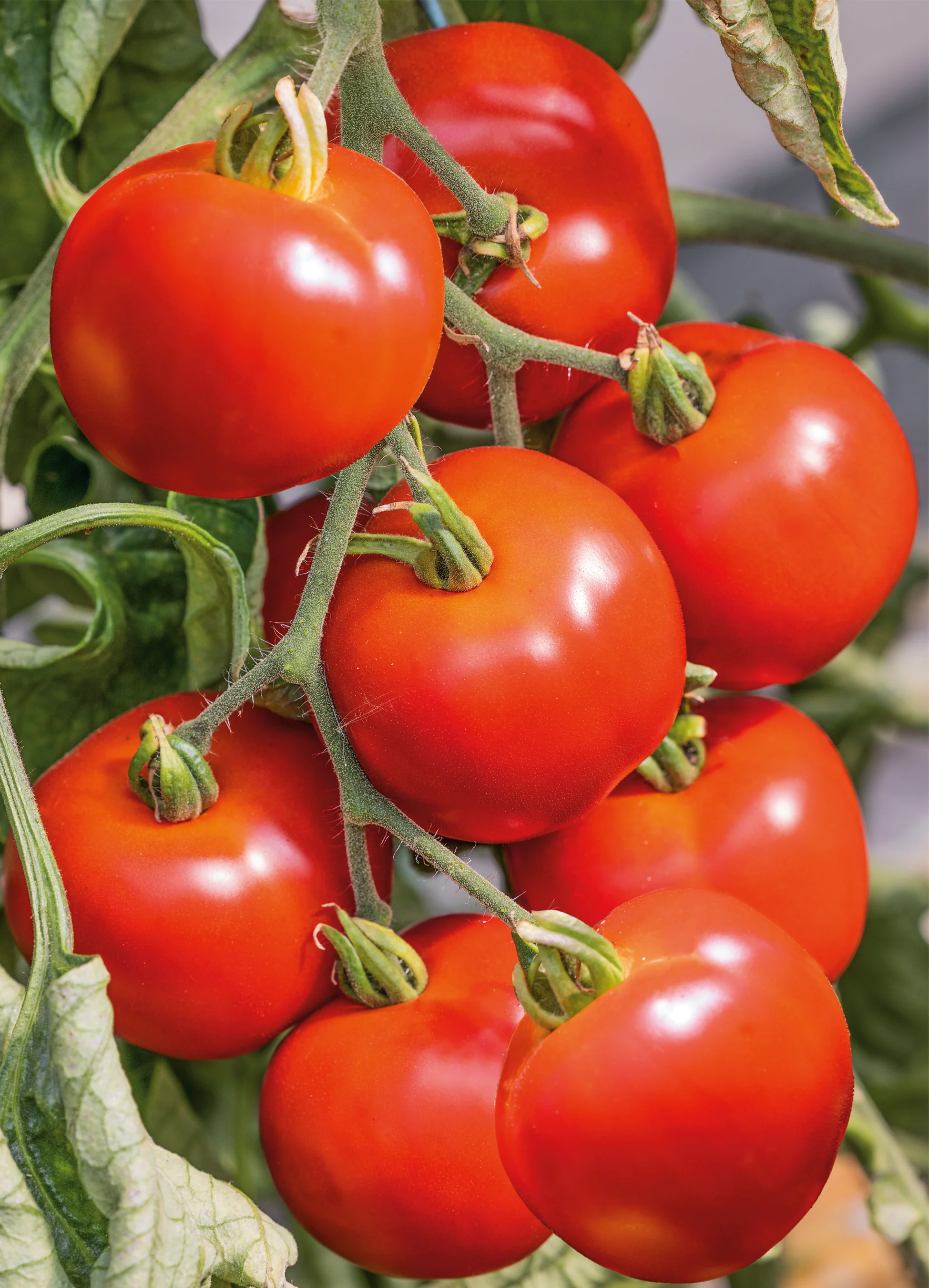 Tomato | Early Girl (Bush)