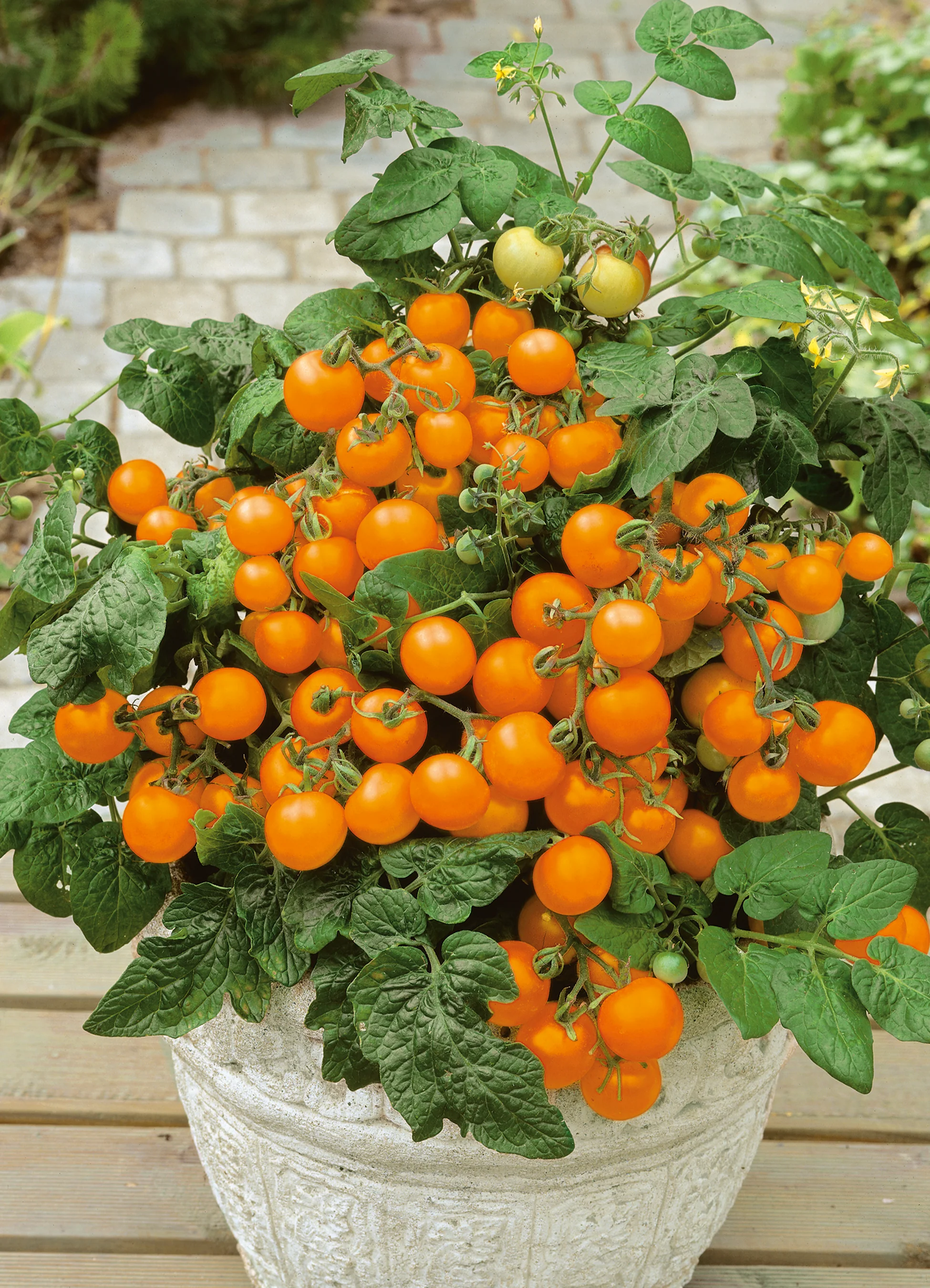 Tomato | Gold Nugget (Bush)