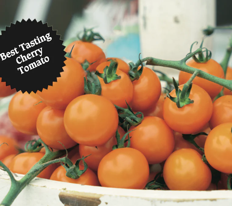 Tomato | Gold Nugget (Bush) - Image 2
