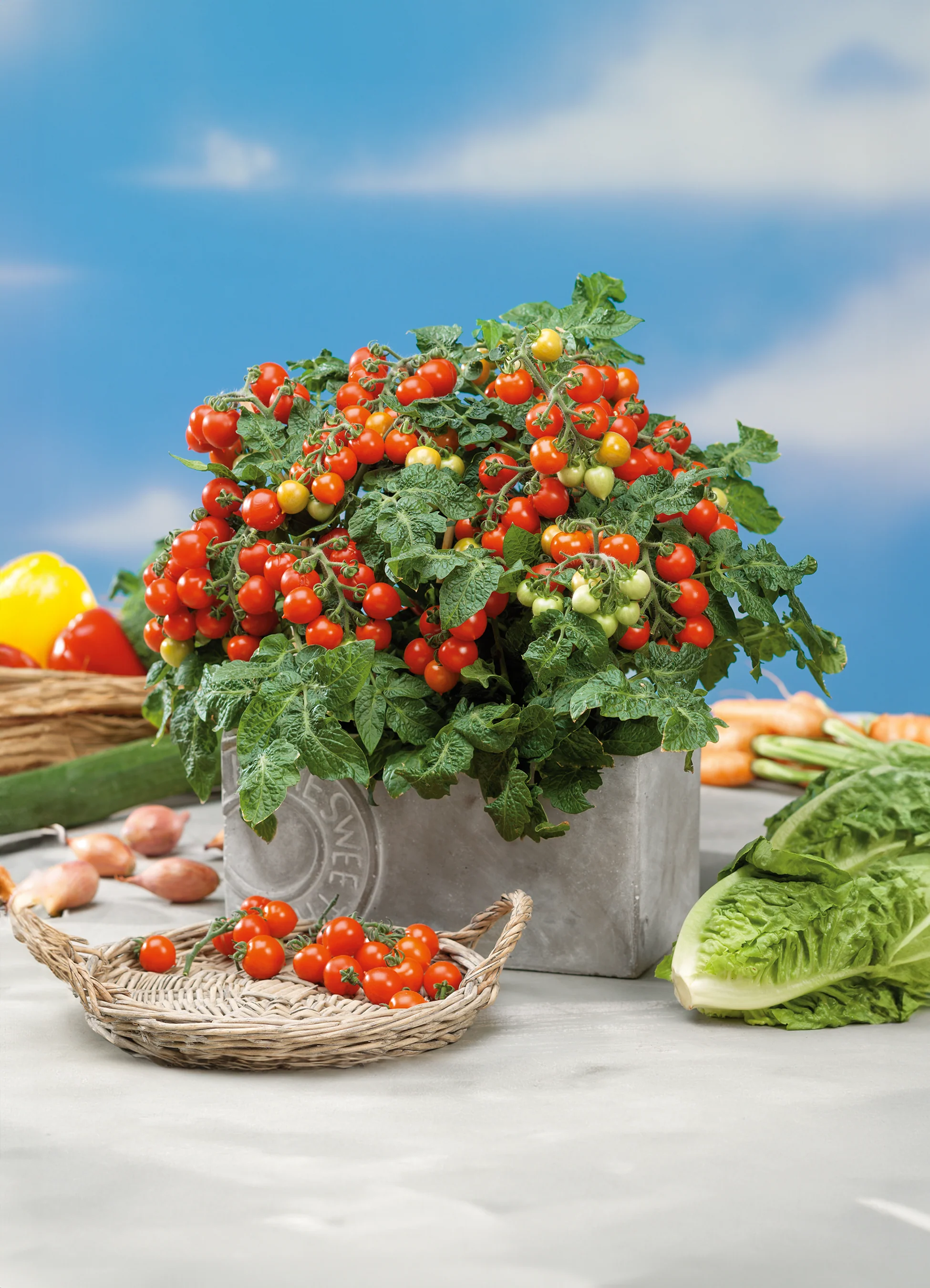 Tomato | Little Bing (Bush)