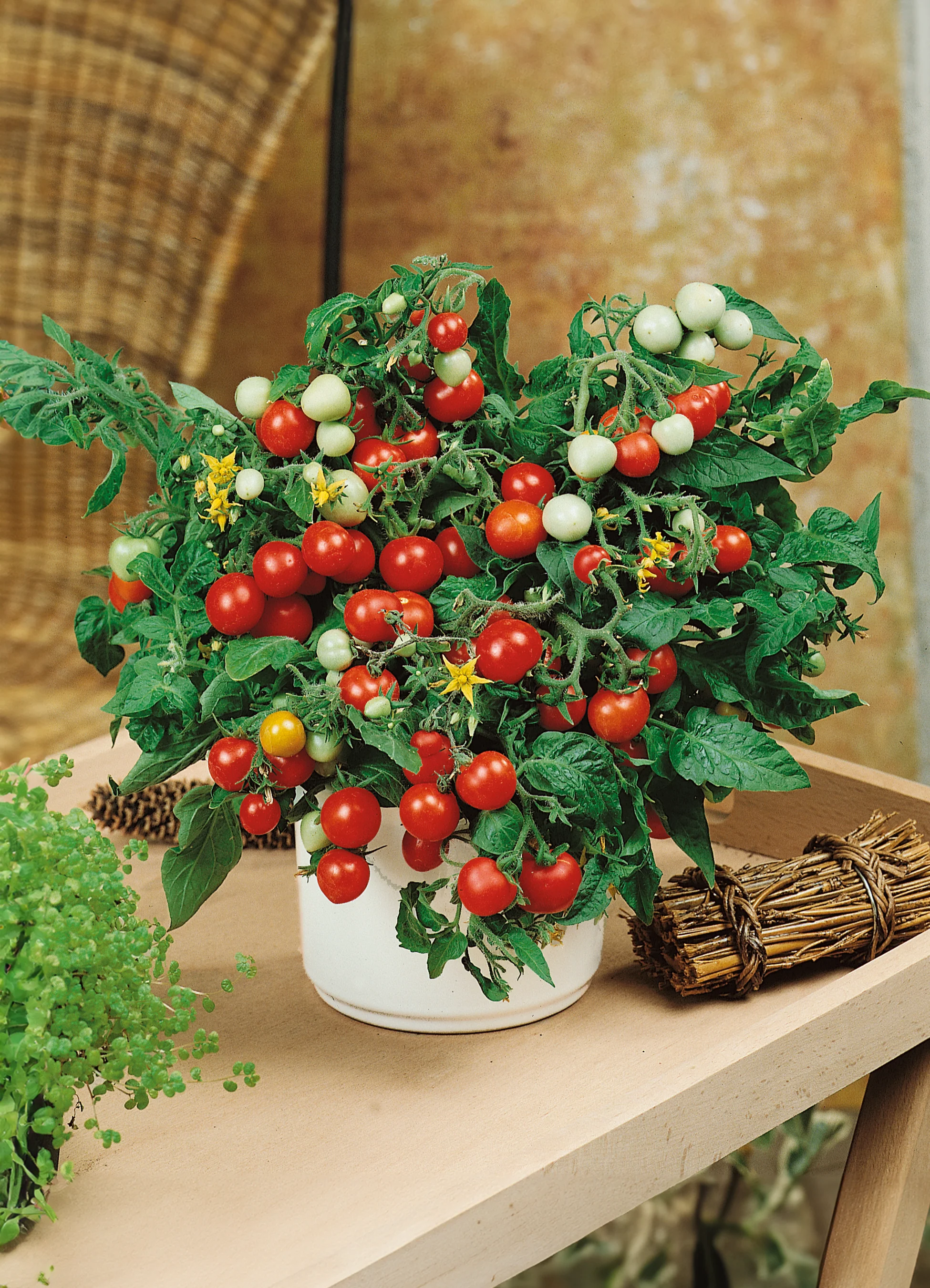 Tomato | Micro Tom (Bush)