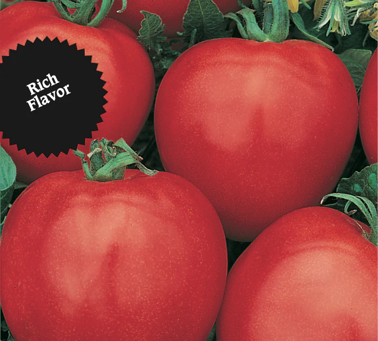 Tomato | Subarctic Maxi (Bush) - Image 3
