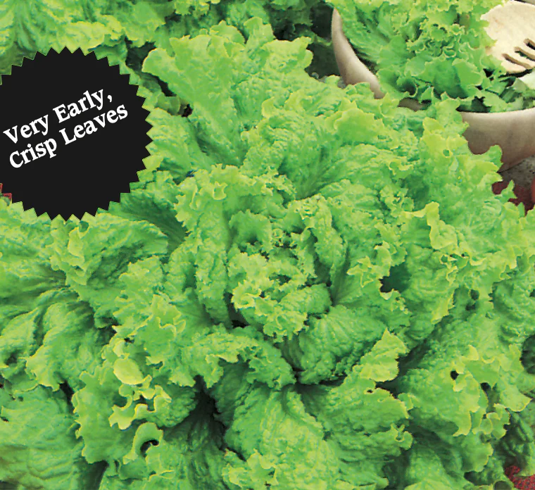 Lettuce | Black Seeded Simpson ORGANIC