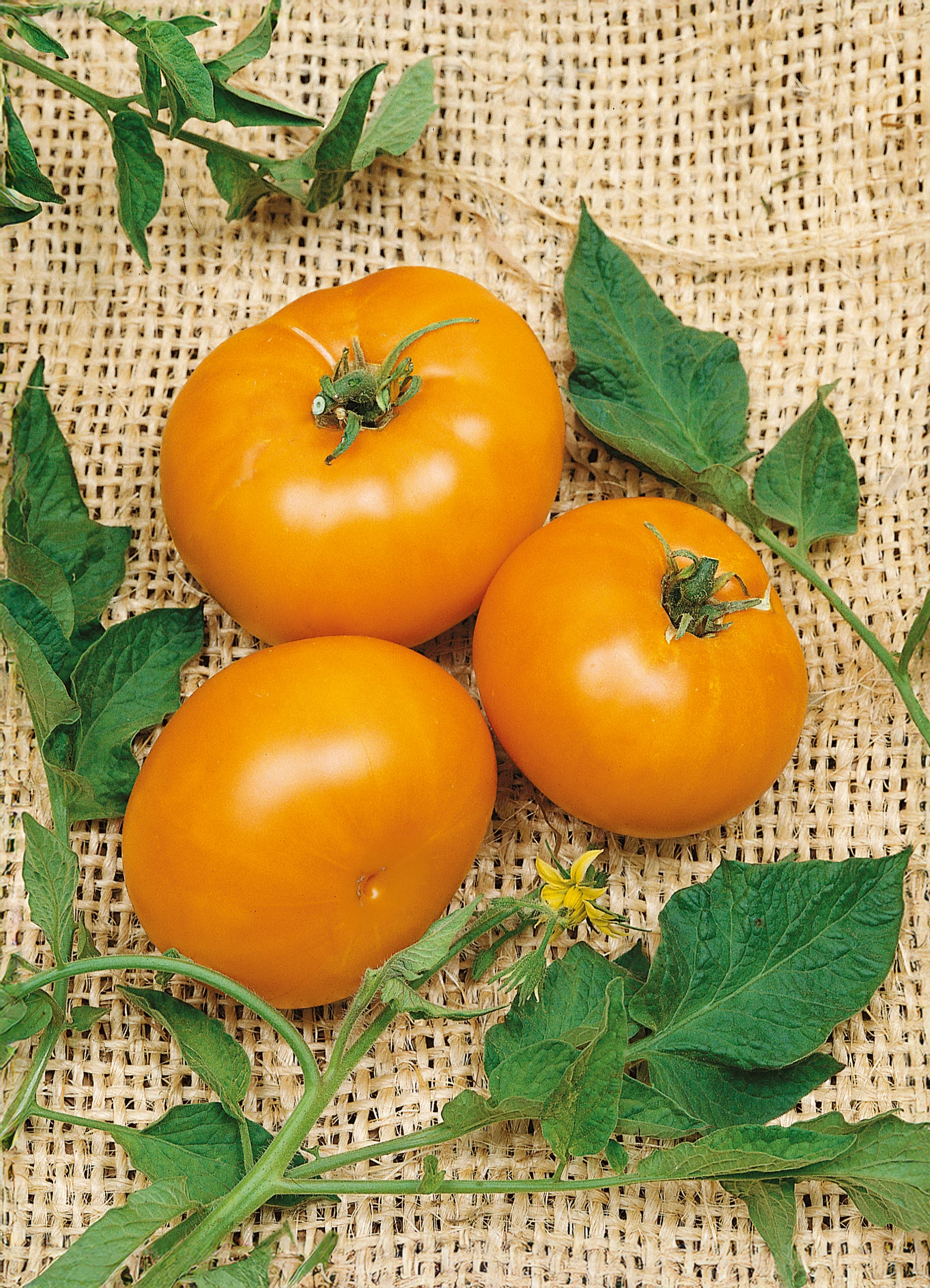 Tomato | Yellow Brandywine (Vine)