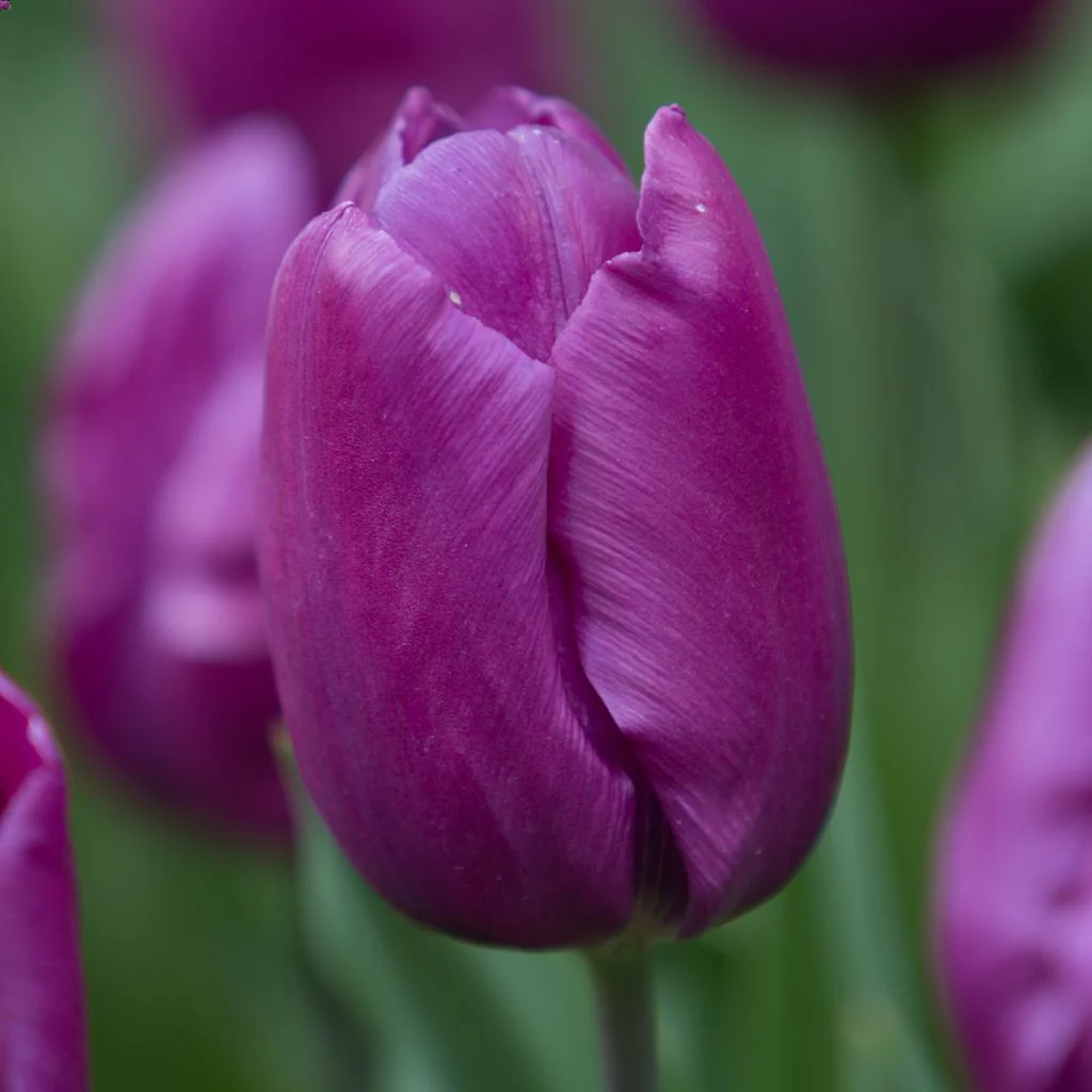PRE-ORDER Tulip - Purple Prince (Single Early)
