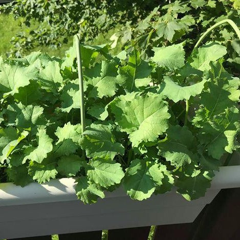 Turnip Greens | Dwarf Essex Rape 1/2 LB - Image 3