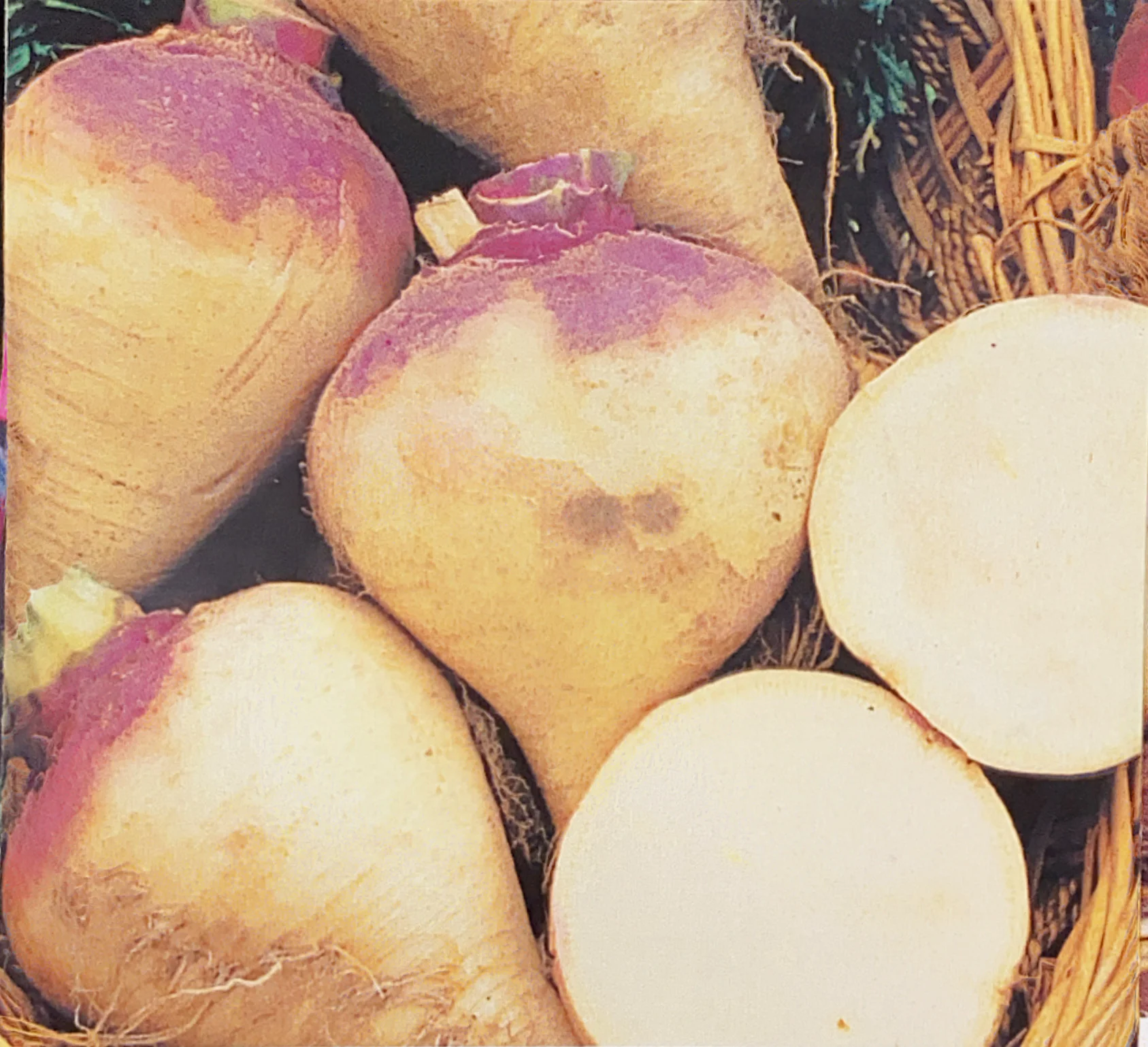 Turnip | Marian Purple Top - Image 3