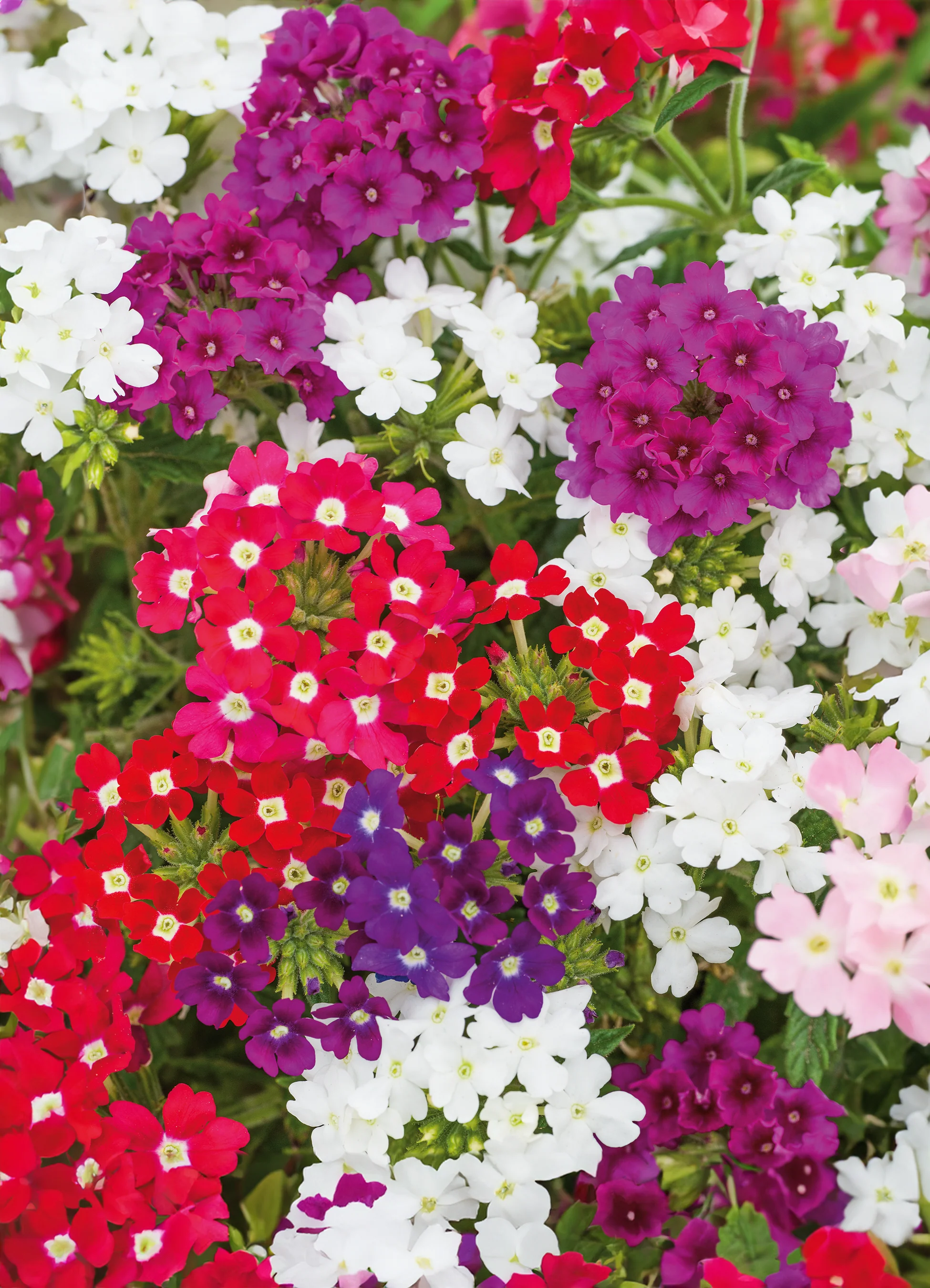 Verbena | Ideal Florist Mix (Hybrid)