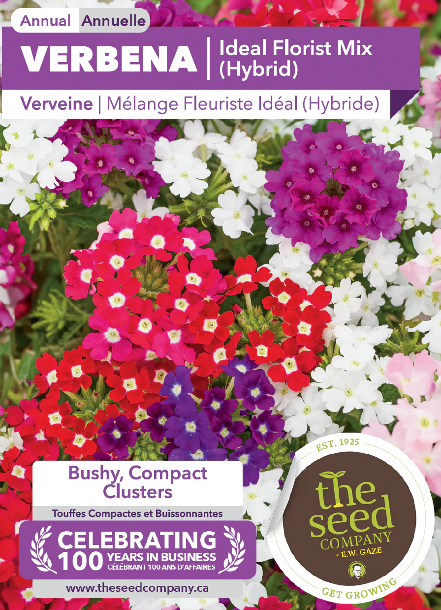 Verbena | Ideal Florist Mix (Hybrid) - Image 2