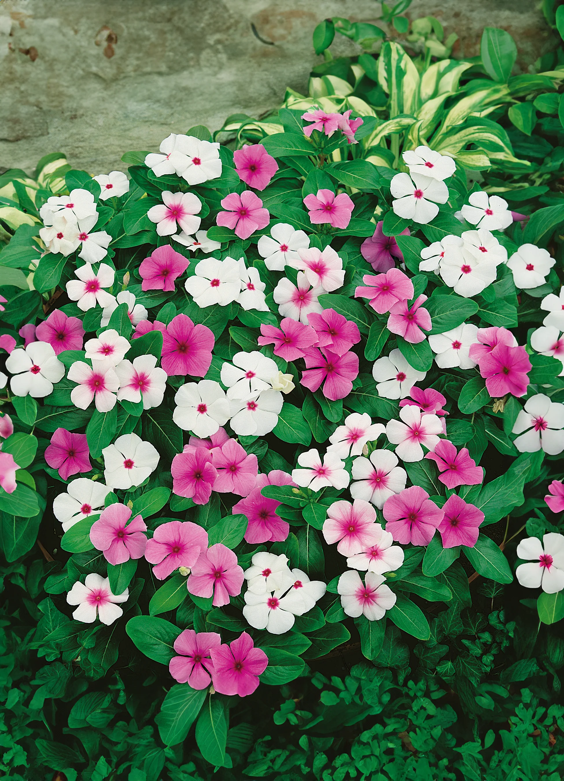 Vinca | Periwinkle Mix