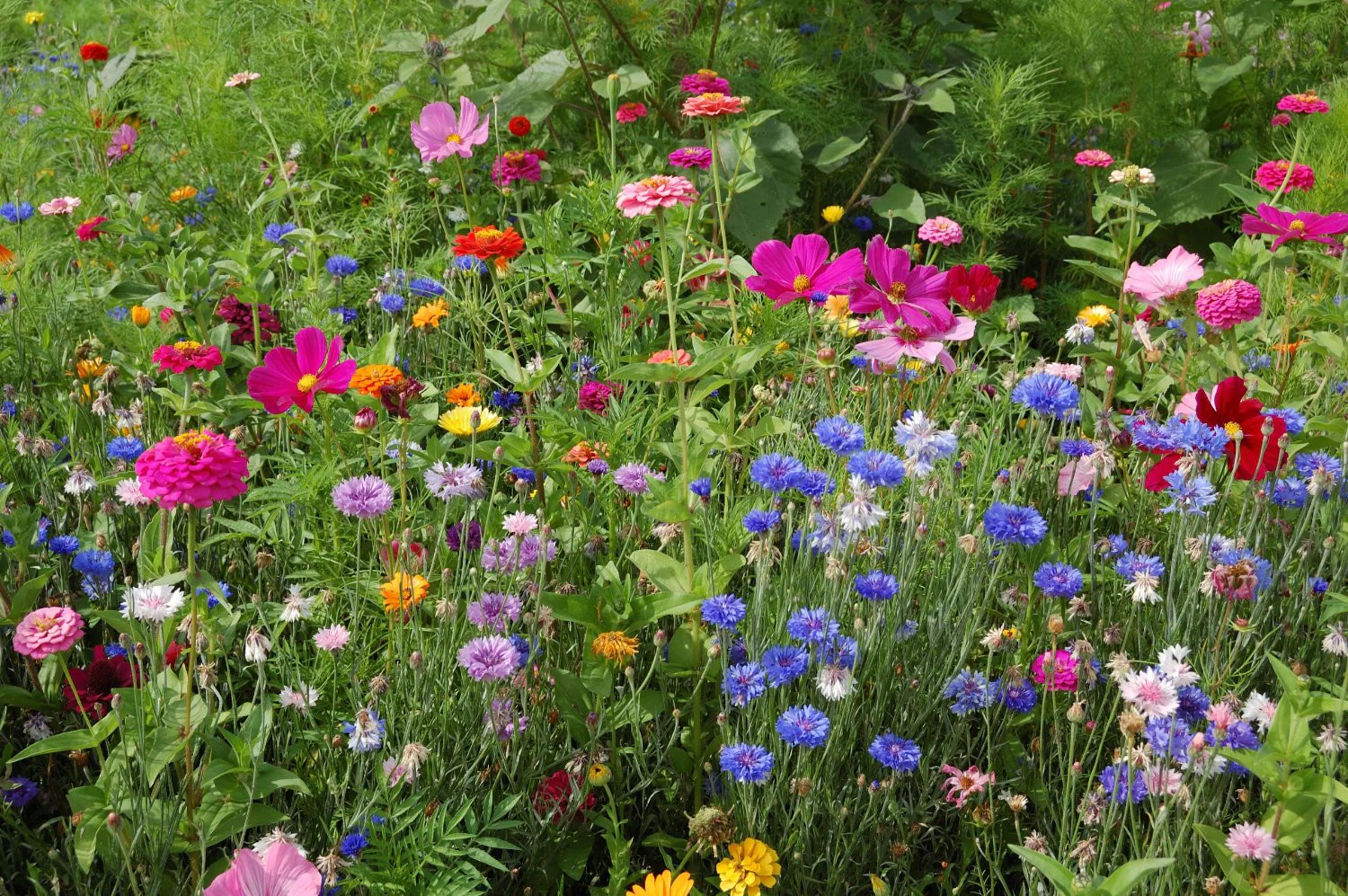 Wildflower Mix - Image 5
