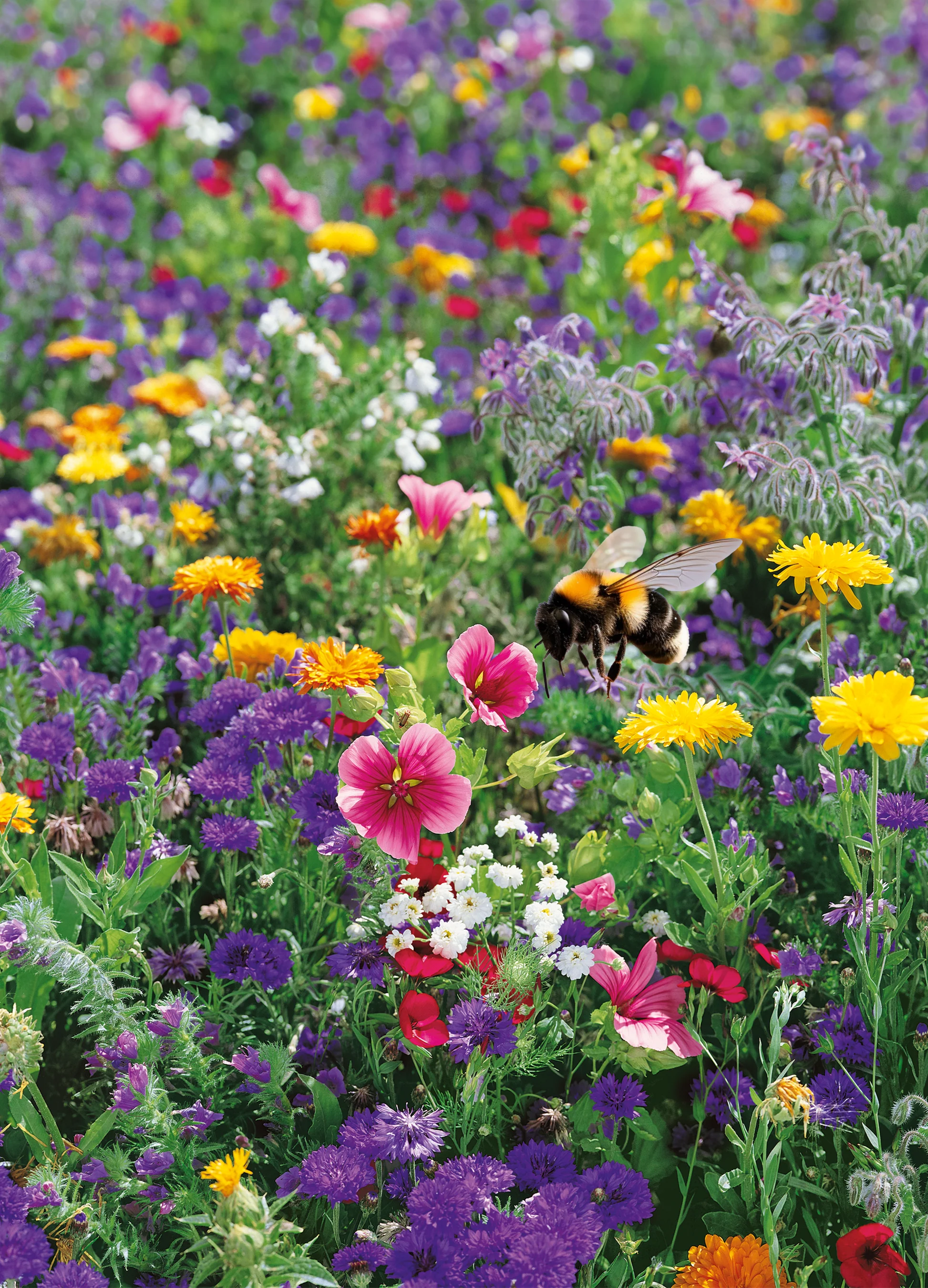 Bee Lovers Mix | Perfect Pollinators