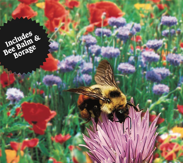 Bee Lovers Mix | Perfect Pollinators - Image 3