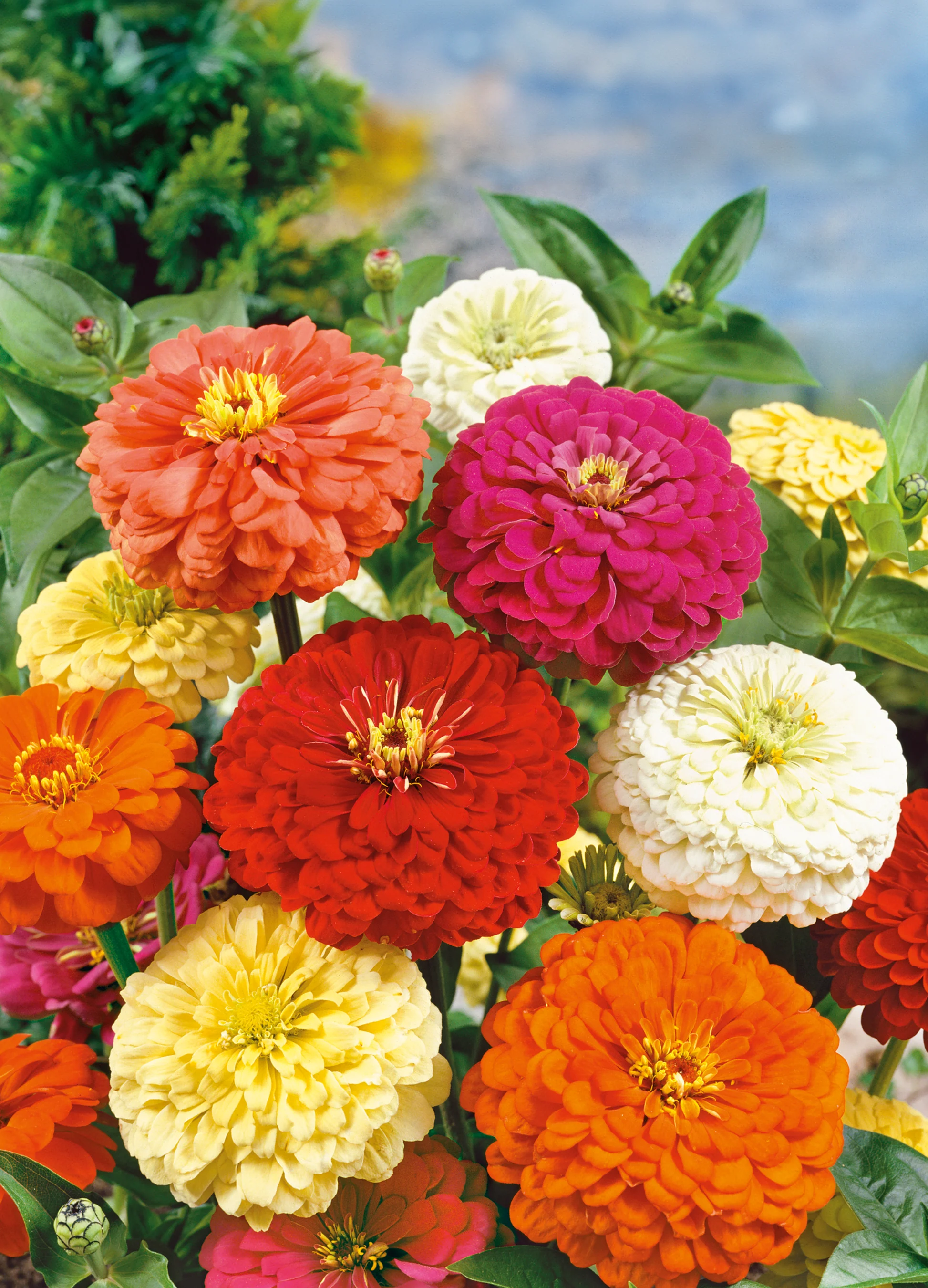 Zinnia | Dahlia Flower Mix