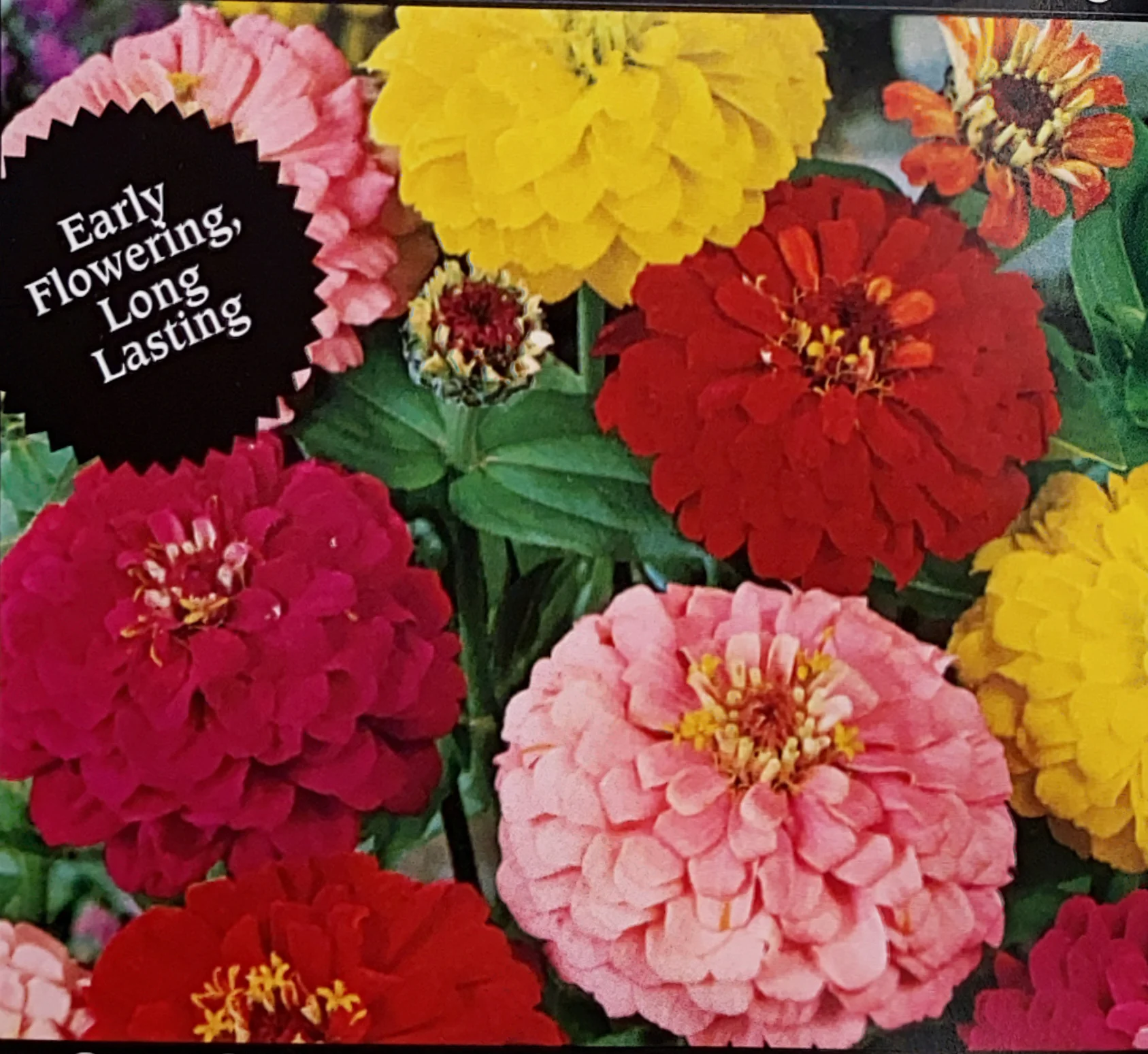 Zinnia | Dahlia Flower Mix - Image 3